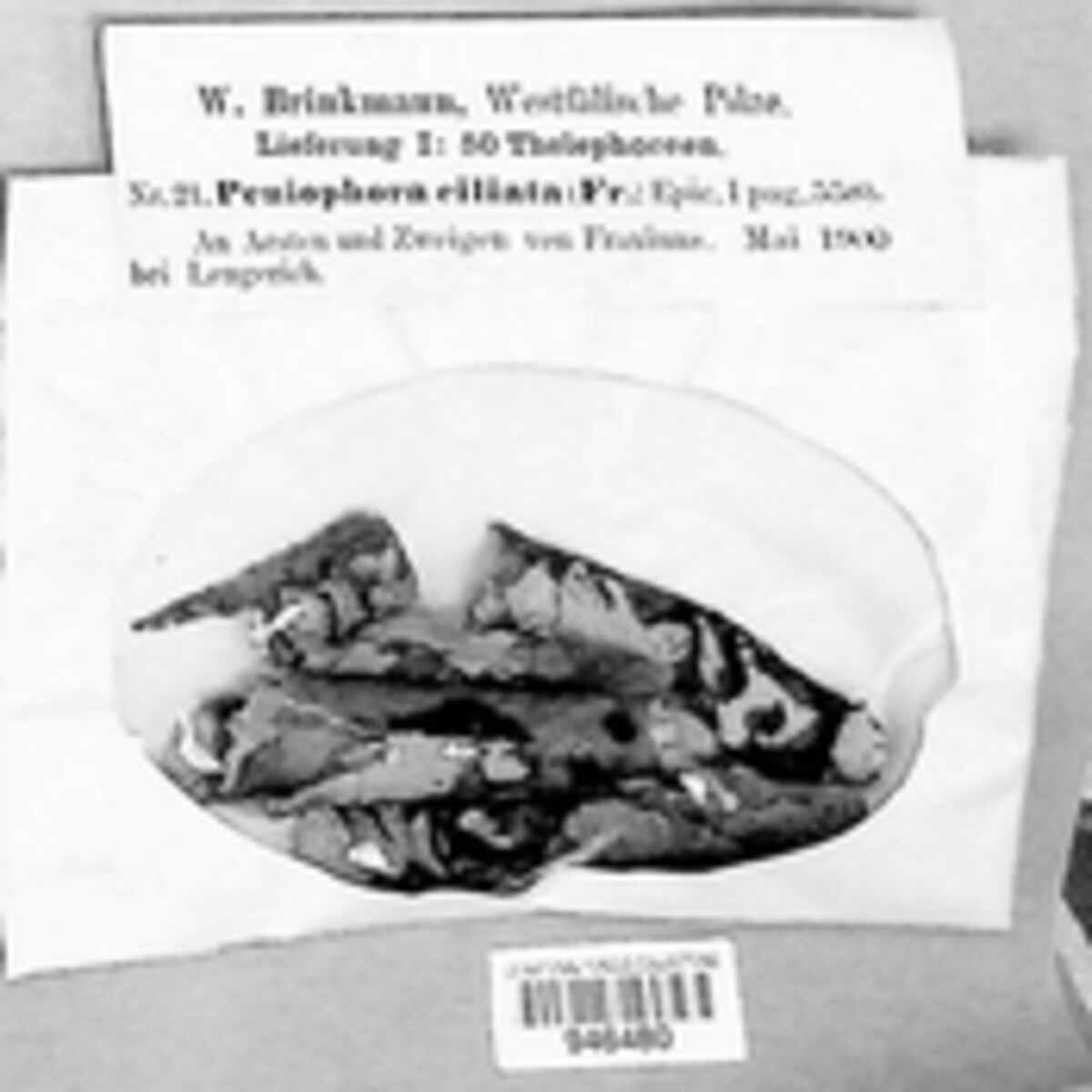 Peniophora ciliata image